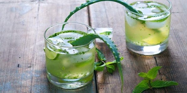 تصویر 4 از قیمت خرید گیاه آلوئه ورا اصل + فروش ویژه